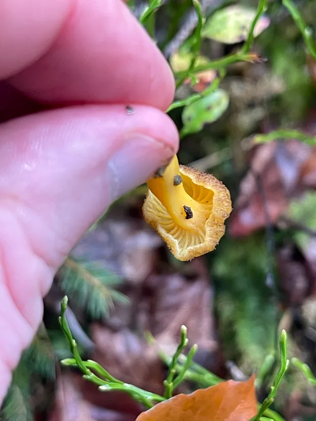 Trumpet chanterelle