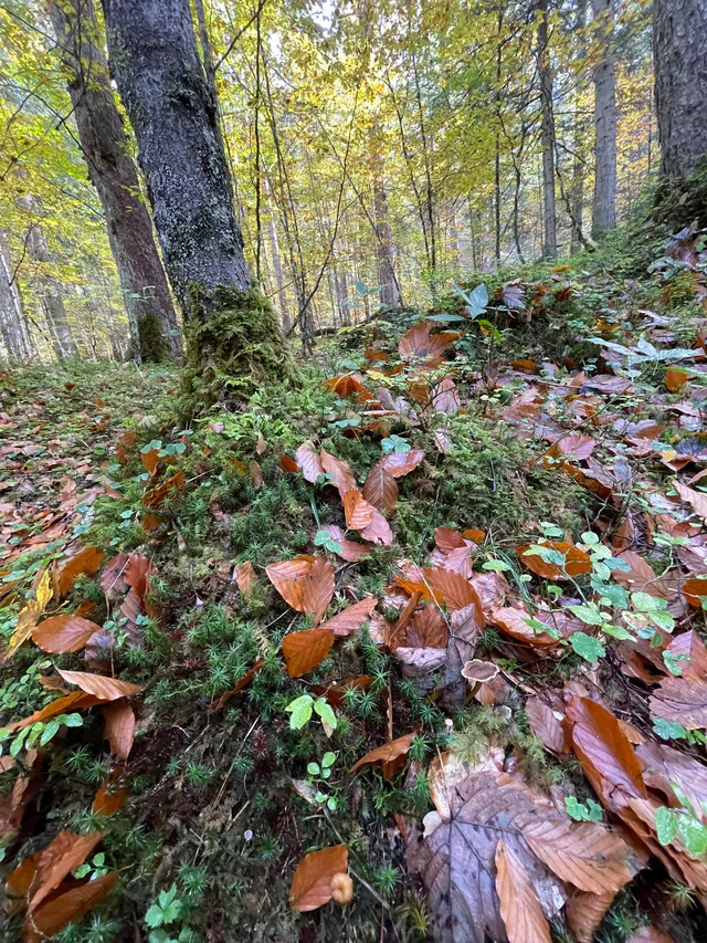 Trumpet chanterelle