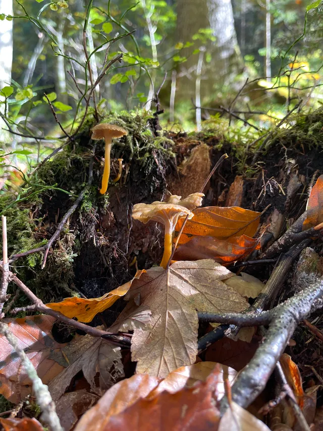 Trumpet chanterelle