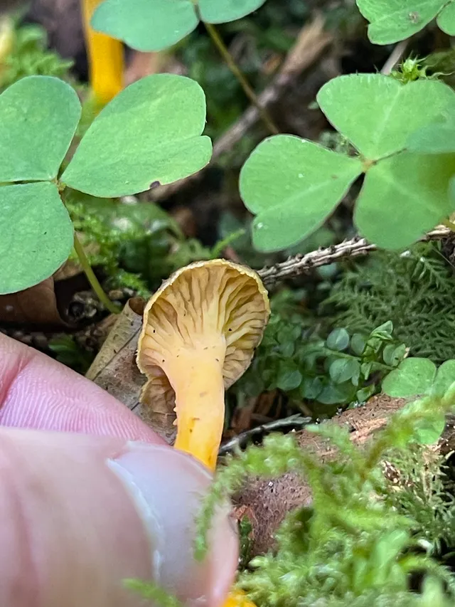 Trumpet chanterelle