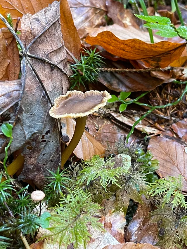 Trumpet chanterelle