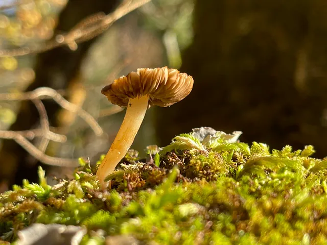Trumpet chanterelle