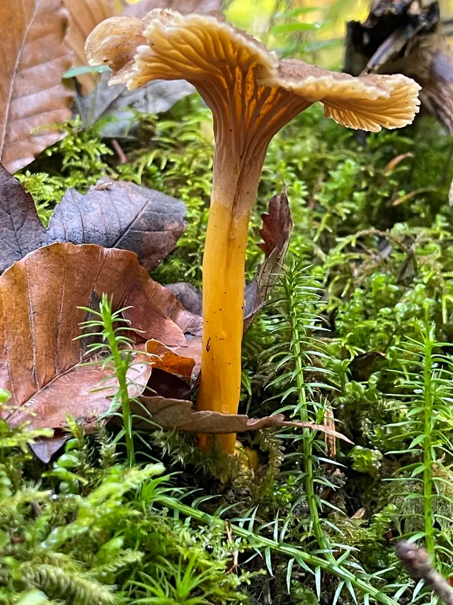 Trumpet chanterelle