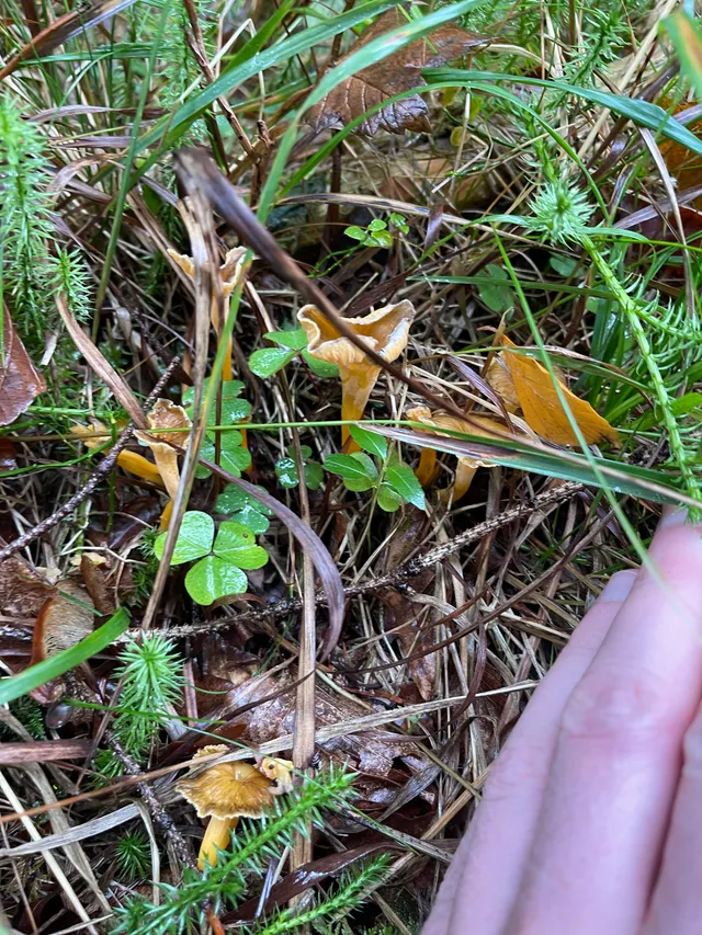 Trumpet chanterelle