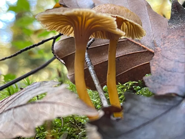 Trumpet chanterelle