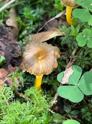Trumpet chanterelle — 4