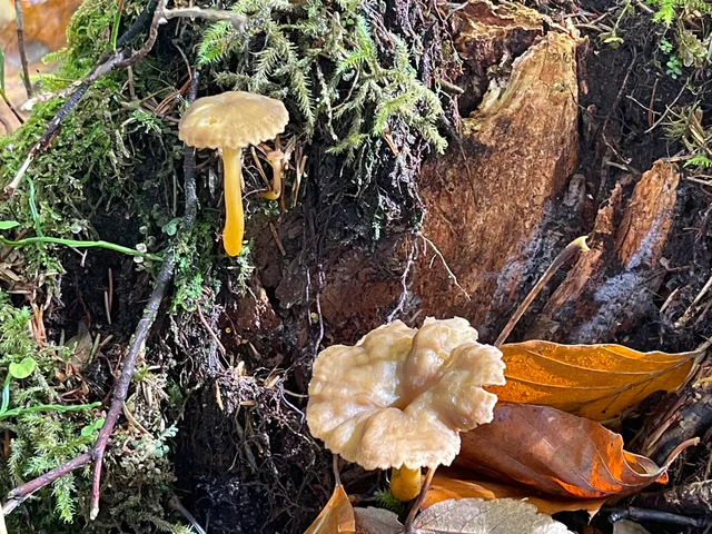 Trumpet chanterelle