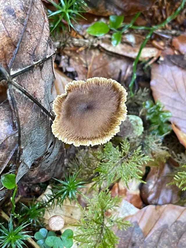 Trumpet chanterelle