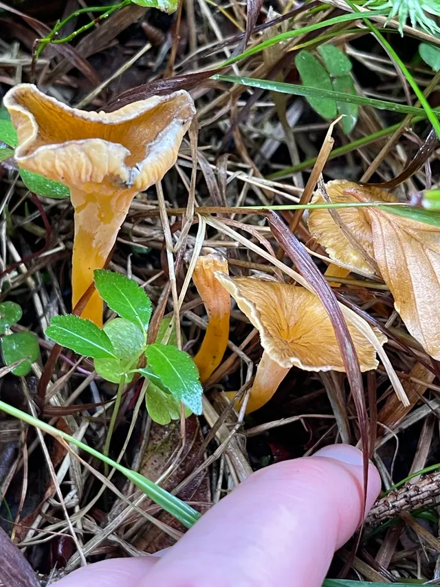 Trumpet chanterelle