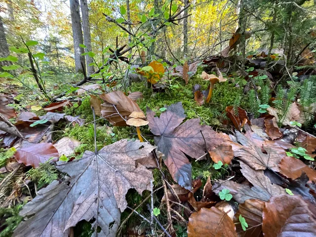 Trumpet chanterelle