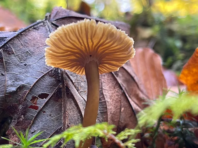 Trumpet chanterelle