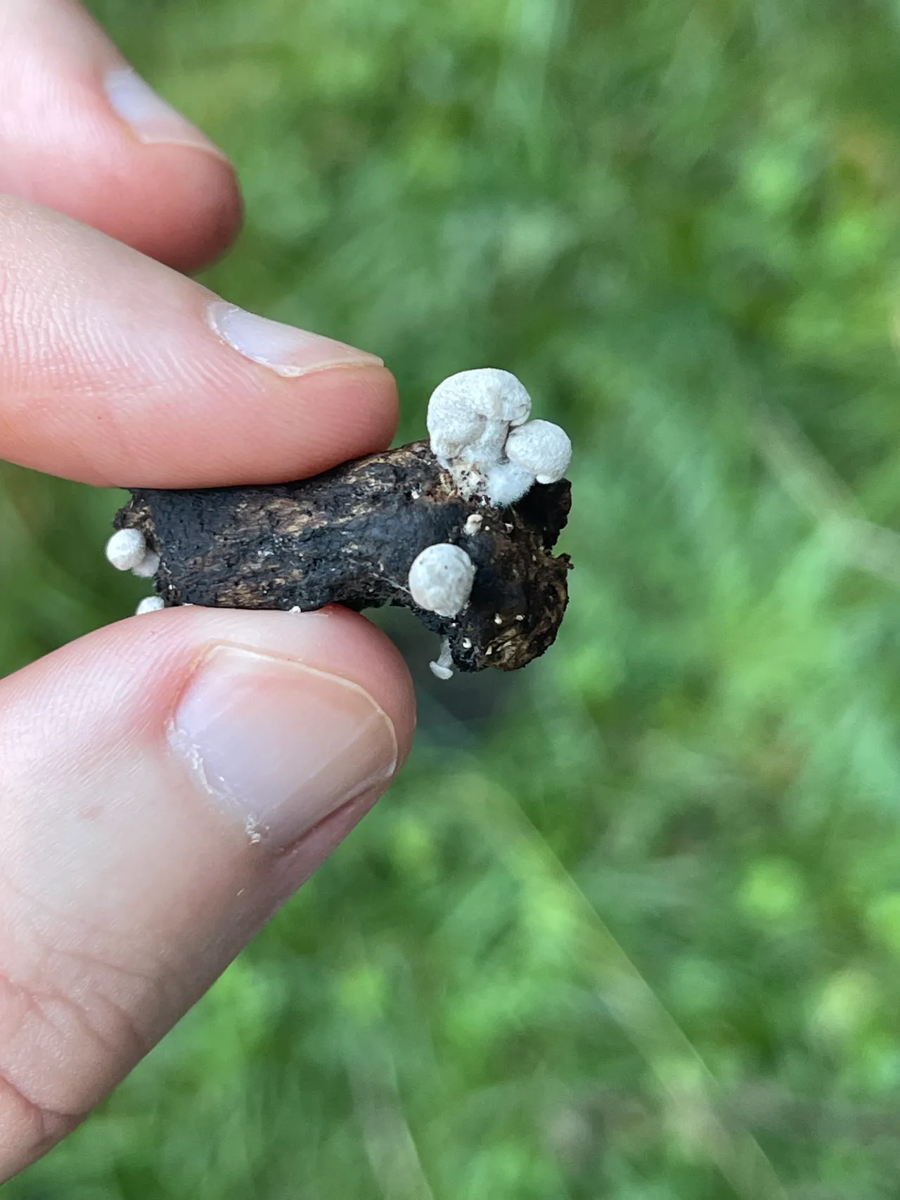 Oak pin — 1