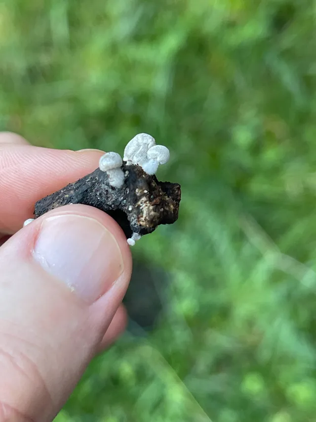 Oak pin