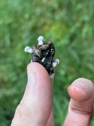 Oak pin — 4