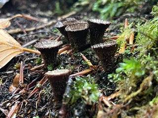 Fluted Bird's Nest — 5