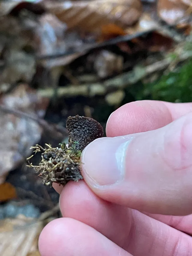 Fluted Bird's Nest