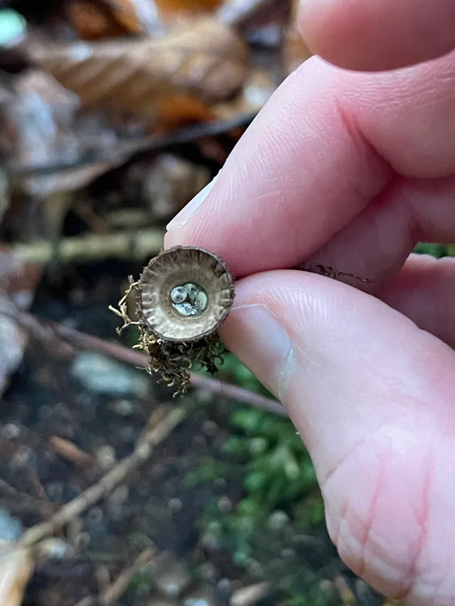 Fluted Bird's Nest