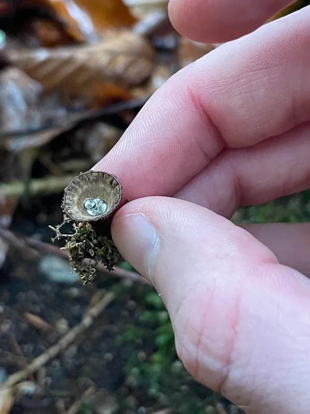 Fluted Bird's Nest