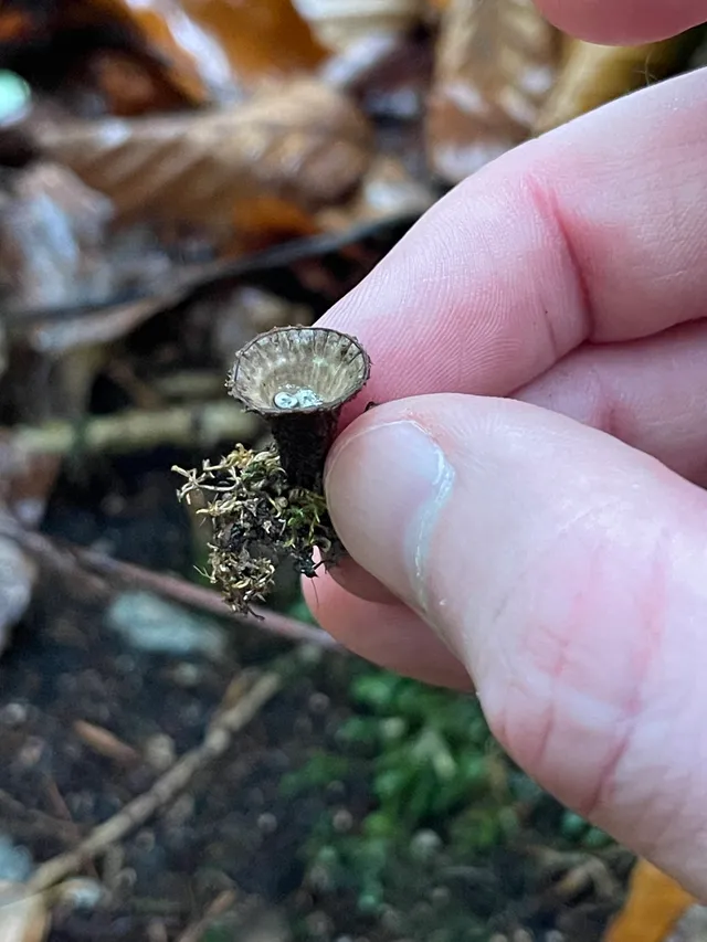 Fluted Bird's Nest