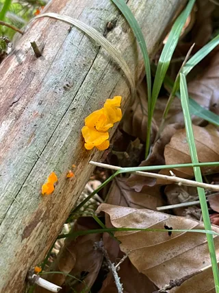 Orange jelly spot — 3