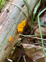 Orange jelly spot