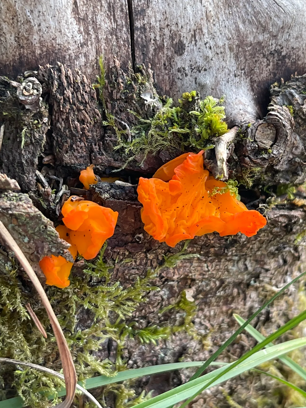 Orange jelly spot — 1