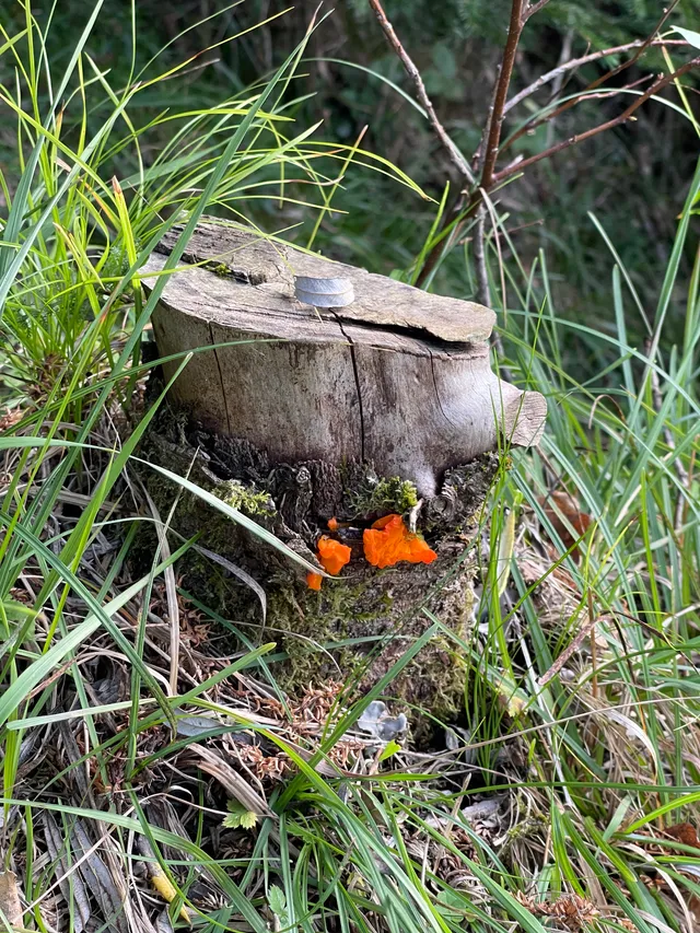 Orange jelly spot
