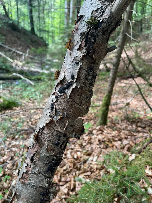 Beech barkspot