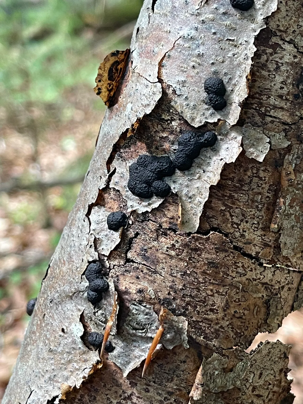 Beech barkspot — 1