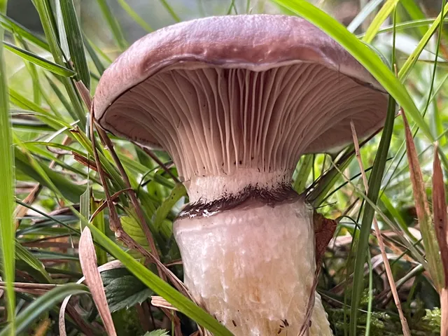 Slimy Spike