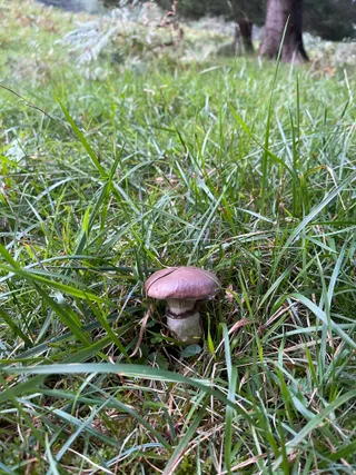 Slimy Spike — 2
