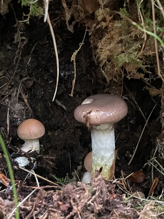 Slimy Spike