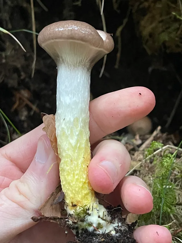 Slimy Spike