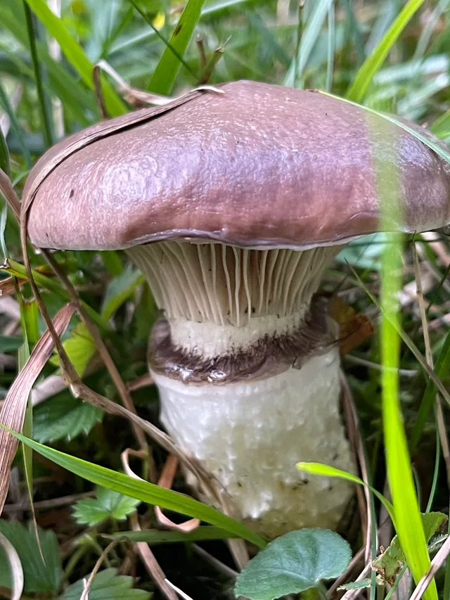 Slimy Spike