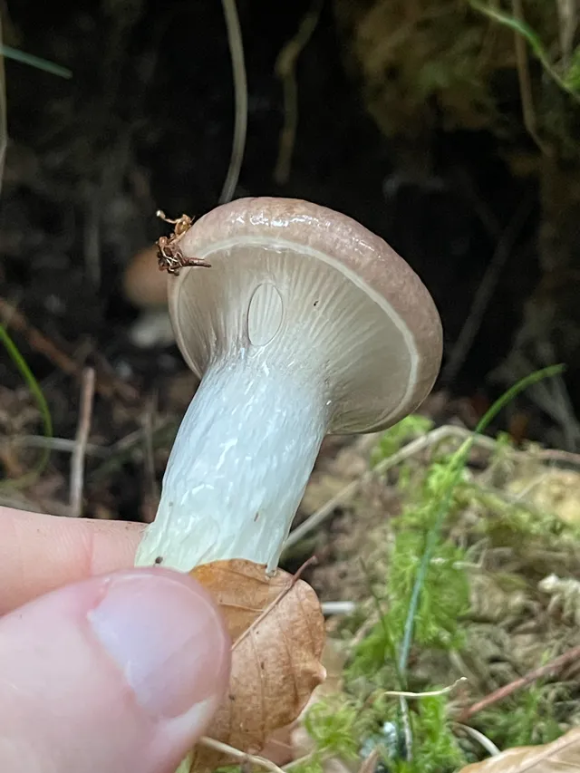 Slimy Spike