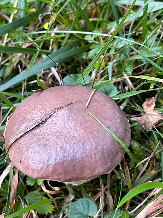 Slimy Spike
