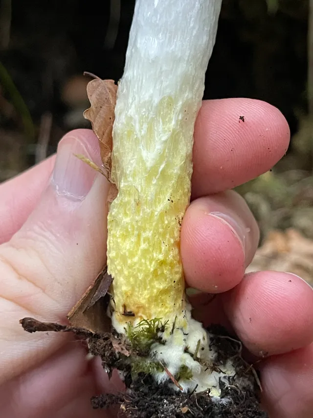 Slimy Spike