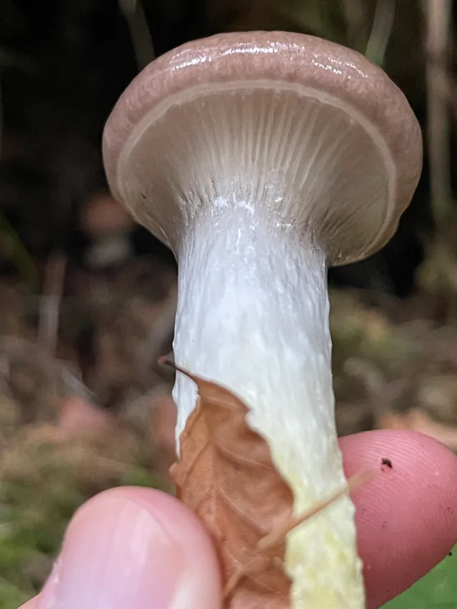 Slimy Spike