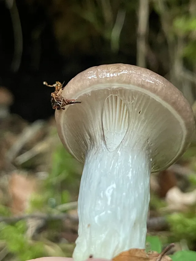 Slimy Spike