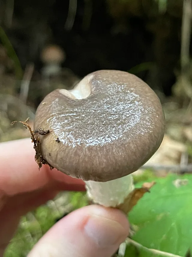 Slimy Spike