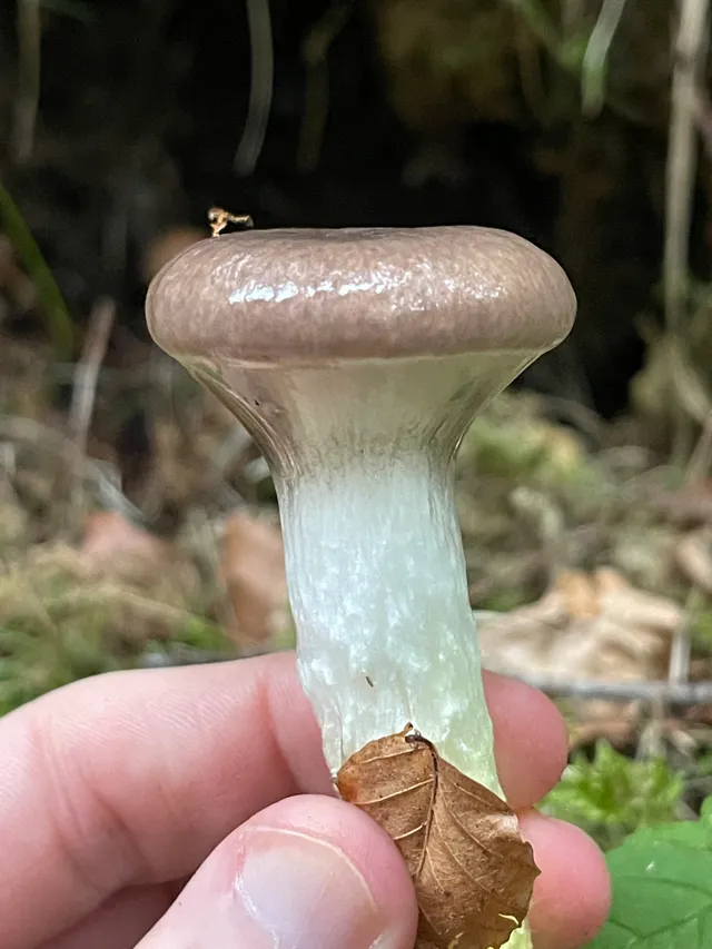 Slimy Spike