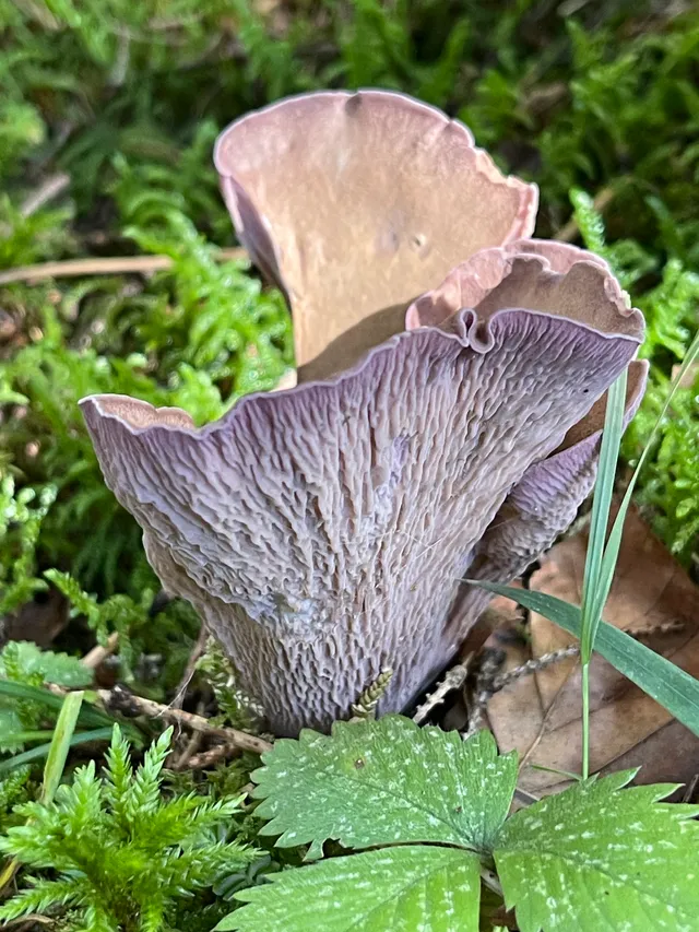 Pig's Ears