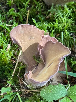 Pig's Ears — 3