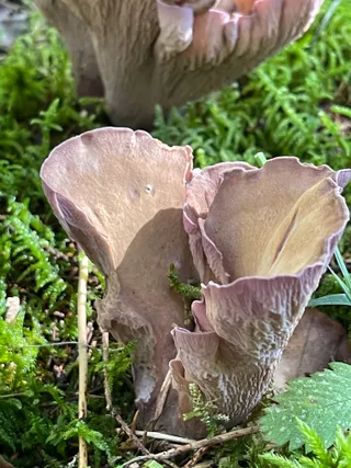Pig's Ears — 4