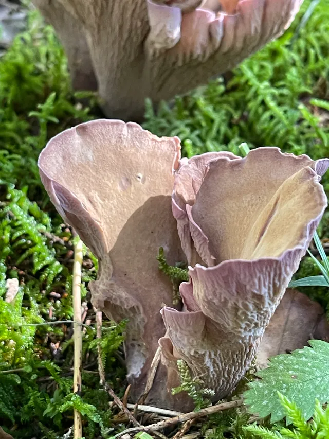 Pig's Ears