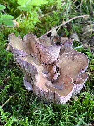 Pig's Ears — 5
