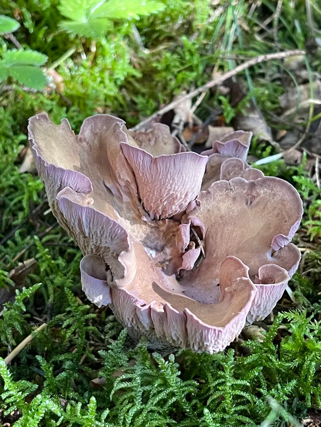 Pig's Ears