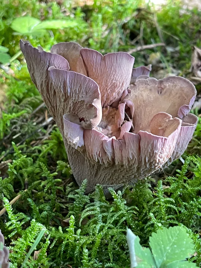 Pig's Ears