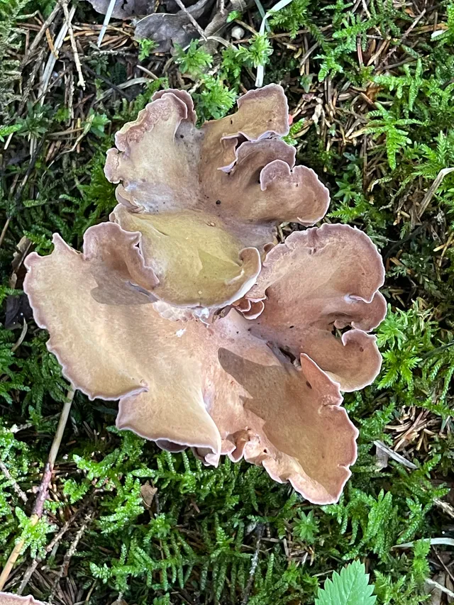Pig's Ears