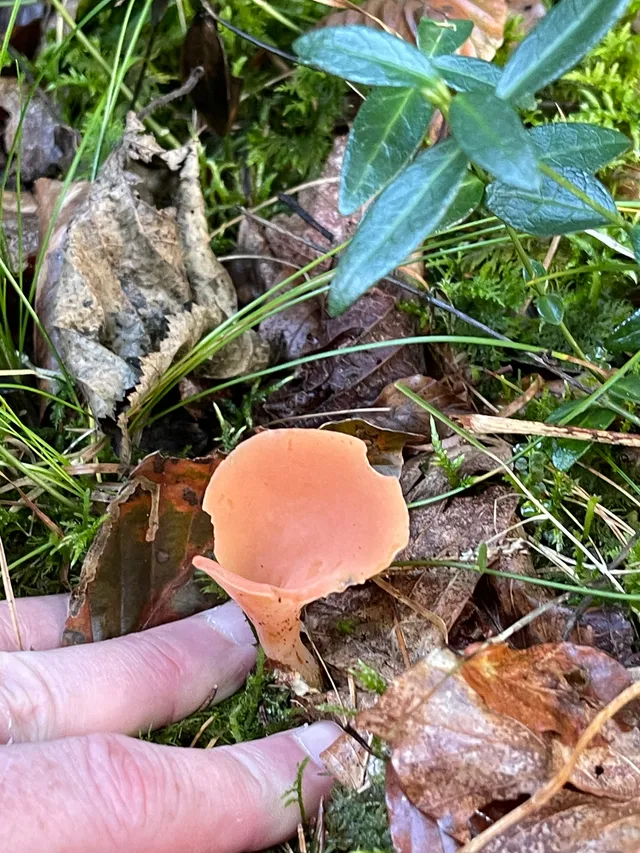 Apricot jelly